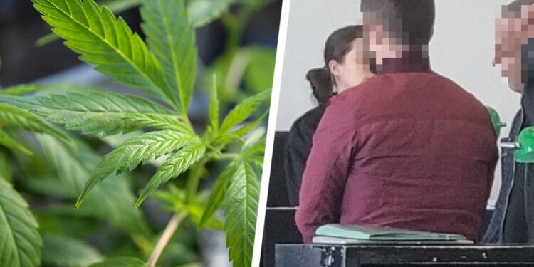Ujiste bimët e kanabisit në këmbim të ushqimit, burg për shqiptarin në Holandë
