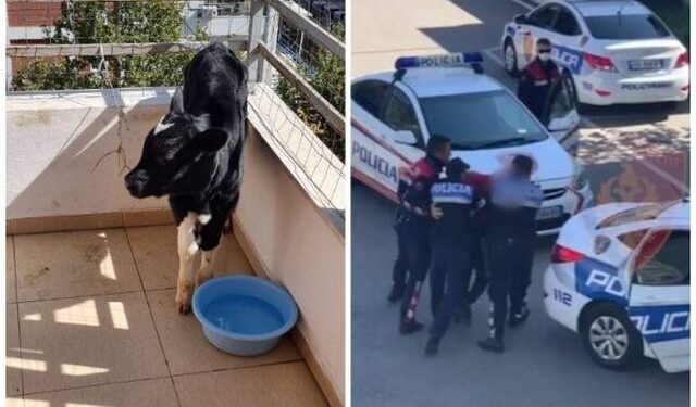 Ngjarje që befasoi dhe gjykatësin, vodhën viçat dhe i fshehën në ballkonin e një apartamenti në katin e katërt në Kamëz, burg 3 të rinjve
