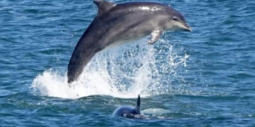 U sulmuan nga delfinët, plagosen 4 persona në plazh