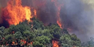 Zjarri në Fier, Çako: Djegie masive e pyjeve, por situata është nën kontroll