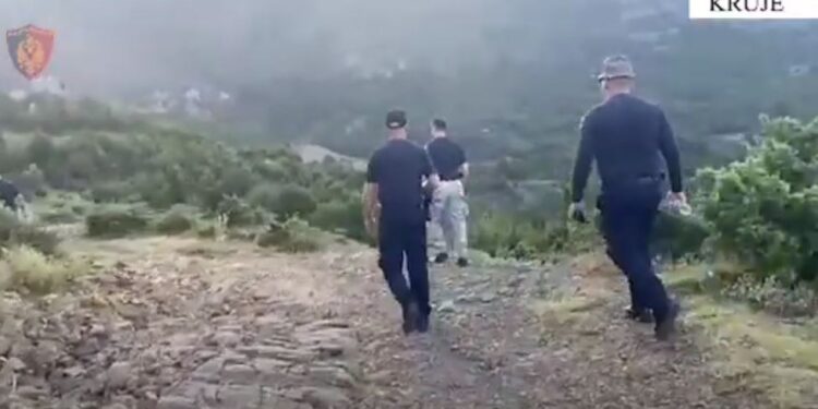 Zbulohet sërish drogë në Krujë, asgjësohen 4941 rrënjë kanabisi