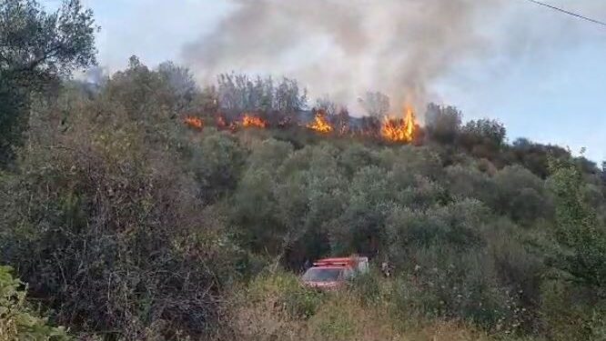 Përfshihet nga flakët një kodër me ullinj në Lushnje, ndërhyrja e zjarrfikësve e pamundur për shkak të terrenit