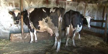 Qeveria do t’u taksojë fshatarëve kasollen e lopës