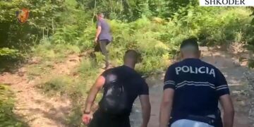 Policia mësyn në qarkun e Shkodrës, asgjësohen mbi 15 mijë bimë kanabisi