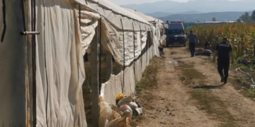 Shiti bagëtitë dhe mbolli hashash, i moshuari: Nuk kisha me çfarë të paguaja operacionin