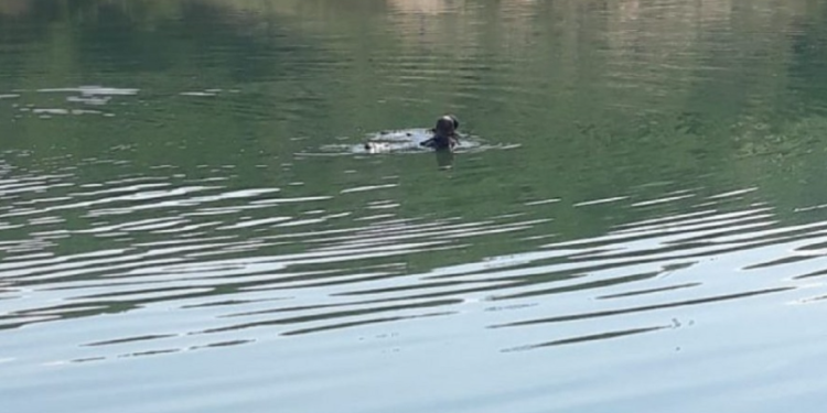 Tragjedi në Fushë-Arrëz, mbytet në rezervuar 10-vjeçari