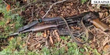 Zbardhen detaje nga ngjarja në Skrapar, shkoi të rrëmbente vajzën që donte