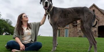 Ngordh qeni më i gjatë në botë