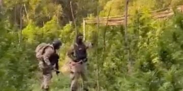 Policia shqiptare aksion kundër kanabisit, VOA: Shkatërrohen afro 290 mijë bimë narkotike, në pranga 110 kultivues