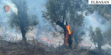 Ndezi zjarr për djegien e shkurreve, por dogji një sipërfaqe me pemë frutore, arrestohet 51-vjeçari në Elbasan