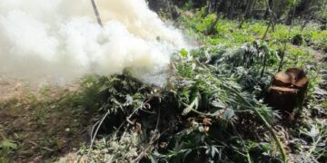 Asgjësohen mbi 10 mijë bimë kanabis në Velipojë, pezullohen nga detyra 4 policë