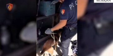 Kishin mbushur çantat me mbi 82 mijë euro të padeklaruara, arrestohen dy persona në Muriqan