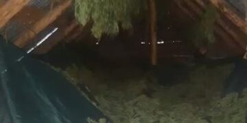 Thante kanabis në një ambient afër shtëpisë, përfundon në pranga 29-vjeçari i shpallur në kërkim