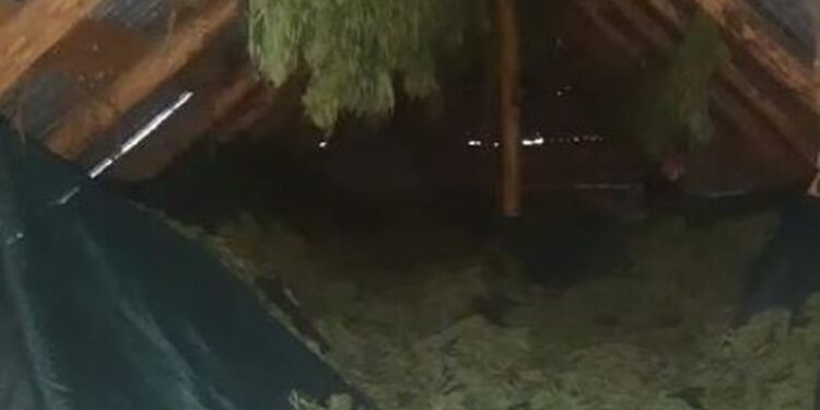 Thante kanabis në një ambient afër shtëpisë, përfundon në pranga 29-vjeçari i shpallur në kërkim