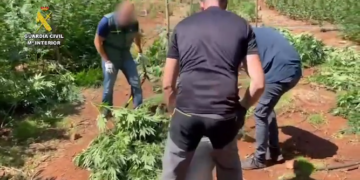 Policia spanjolle zbulon plantacionin me 1 mijë rrënjë kanabis, arrestohet shqiptari. Si u zbulua kultivimi i bimës narkotike nga rezervuari i përdorur për zjarrfikëset