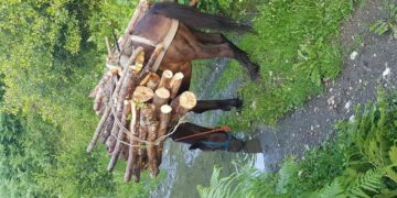 E zë poshtë kali me dru, humb jetën 62-vjeçari në Maliq