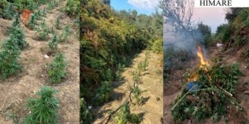 Asgjësohen 244 bimë kanabisi në Lukovë, e pësojnë kryeplaku i fshatit dhe punonjësi i shërbimit pyjor