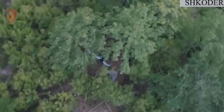 Asgjësohen 70 bimë kanabisi dhe një kallashnikov në Shkodër, shpallen në kërkim dy vëllezër