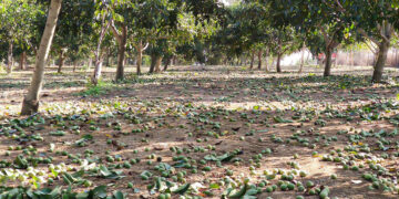 Bie nga pema e arrës, humb jetën 64-vjeçari në Korçë