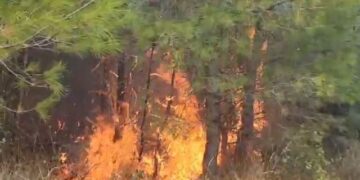 Bie zjarr në një sipërfaqe të fshatit Bubq, era favorizon përhapjen e flakëve