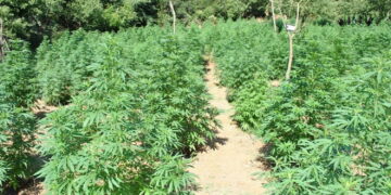 Operacion anti-drogë në Vlorë, zbulohen rreth 5 mijë bimë kanabis
