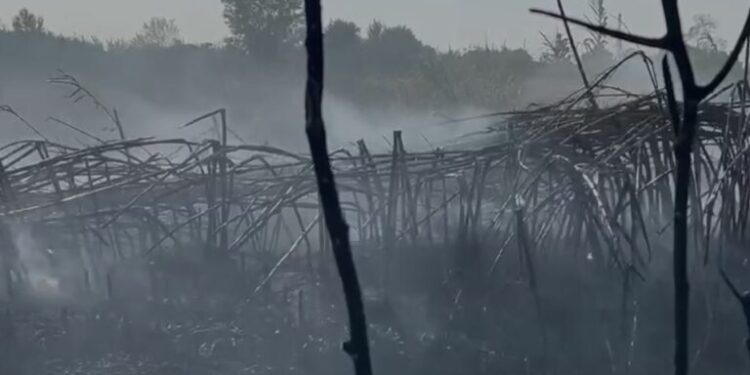 Kishin planifikuar vrasjen e një të riu në Budva, arrestohet 25-vjeçari shqiptar, pjesë e grupit kriminal