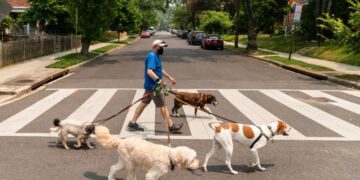 SHBA në alarm, një sëmundje infektive e frymëmarrjes po përhapet me shpejtësi te qentë
