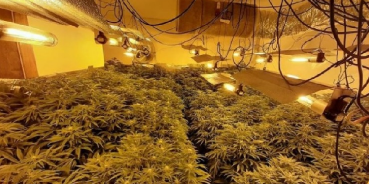 BE zbulon hartën e rrjeteve të trafikantëve dhe “bahçivanëve” shqiptarë të drogës