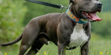 Qeni pitbull sulmoi 84-vjeçarin, policia e Durrësit arreston pronarin e kafshës