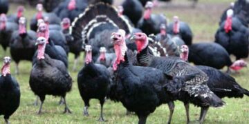 Rritet çmimi i gjelit të detit, në fshatrat e Peqinit 200 lekë më shumë se vjet