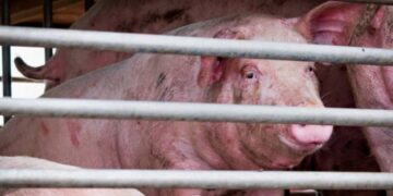 E frikshme, nami në Kukës, ‘shpërthen’ murtaja e derrit në të gjithë territorin