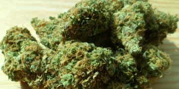 Shkatërrohet banda shqiptare në Belgjikë, menaxhonin disa plantacione kanabisi