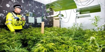 1.361 bimë kanabisi, shqiptarët kapen ‘mat’ në ‘shtëpinë e barit’ në Angli