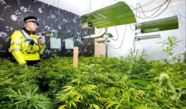 1.361 bimë kanabisi, shqiptarët kapen ‘mat’ në ‘shtëpinë e barit’ në Angli