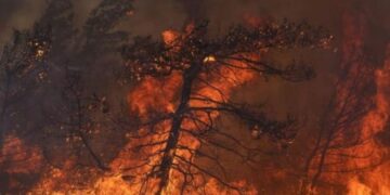 Riaktivizohet vatra e zjarrit në pyjet e Pogradecit