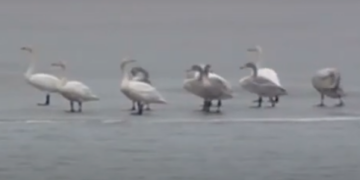 Po vjen gripi i shpendëve! Veterineri: Mund të shkaktojë dëme ekonomike