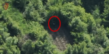 Kishin mbjellë dy parcela me drogë në Krujë, arrestohen dy persona, sekuestrohen 130 bimë kanabis