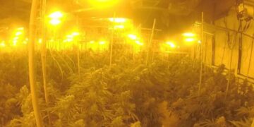 Plantacione kanabisi në Belgjikë, arrestohen 7 shqiptarë