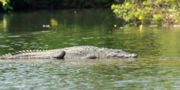 ‘E rëndë’, nëna hedh në lumin e mbushur me krokodilë djalin 6-vjeçar pas sherrit me burrin
