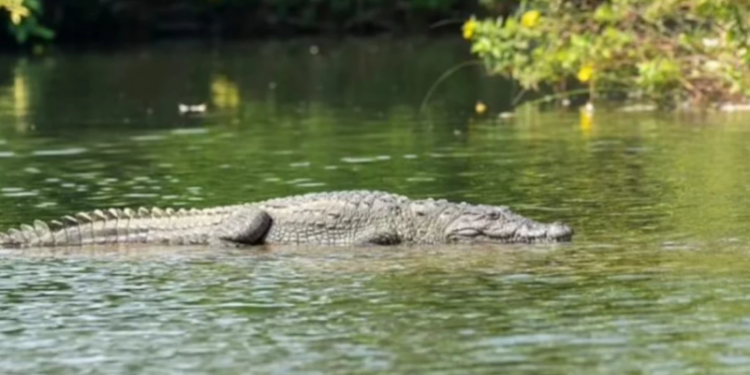‘E rëndë’, nëna hedh në lumin e mbushur me krokodilë djalin 6-vjeçar pas sherrit me burrin