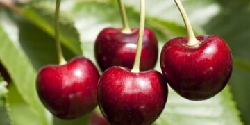 Luftojnë disa sëmundje dhe ndikojnë në shëndet, ja pse duhet të konsumoni qershi