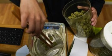 Dy vjet pasi e legalizoi, ky vend do rikriminalizojë kanabisin, zbulohet arsyeja