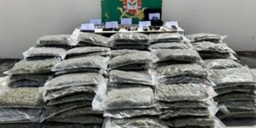 U kapën me rreth 200 kg drogë dhe mijëra rrënjë kanabis, pranga shqiptarit dhe spanjollit