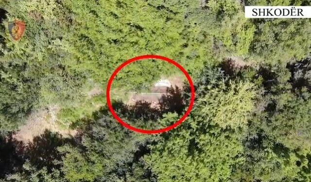 Kishte mbjellë më shumë se 200 rrënjë kanabis në pyll, identifikohet dhe vihet në pranga 29-vjeçari në Shkodër