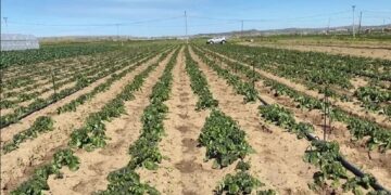 E pazakontë në Pogradec, i spërkati bashkëfshatares me pesticide të mbjellat me qëllim për ta dëmtuar, në hetim fermeri