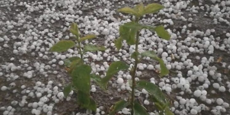 “Çmendet” moti , gjysma e Shqipërisë “përvëlohet” nga dielli, breshëri bën ‘kërdinë’ në juglindje