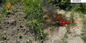 Asgjësohen 334 bimë kanabis në Selenicë, shpallet në kërkim autori i kultivimit