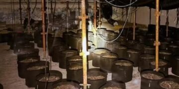 Kishin kthyer pishinën në “fermë” kanabisi, bien në pranga dy shqiptarë