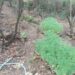 Plantacion me kanabis në kufirin greko-shqiptar,asgjësohen mbi 2 mijë bimë, nisin hetimet
