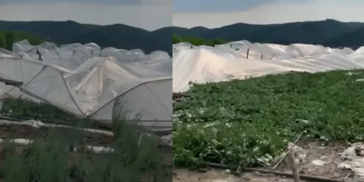Gjysma e Shqipërisë “përvëlohet” nga dielli, stuhia bën ‘kërdinë’ në këtë vend, shkatërron tërësisht serat